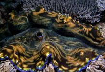 Моллюски — беспозвоночные животные